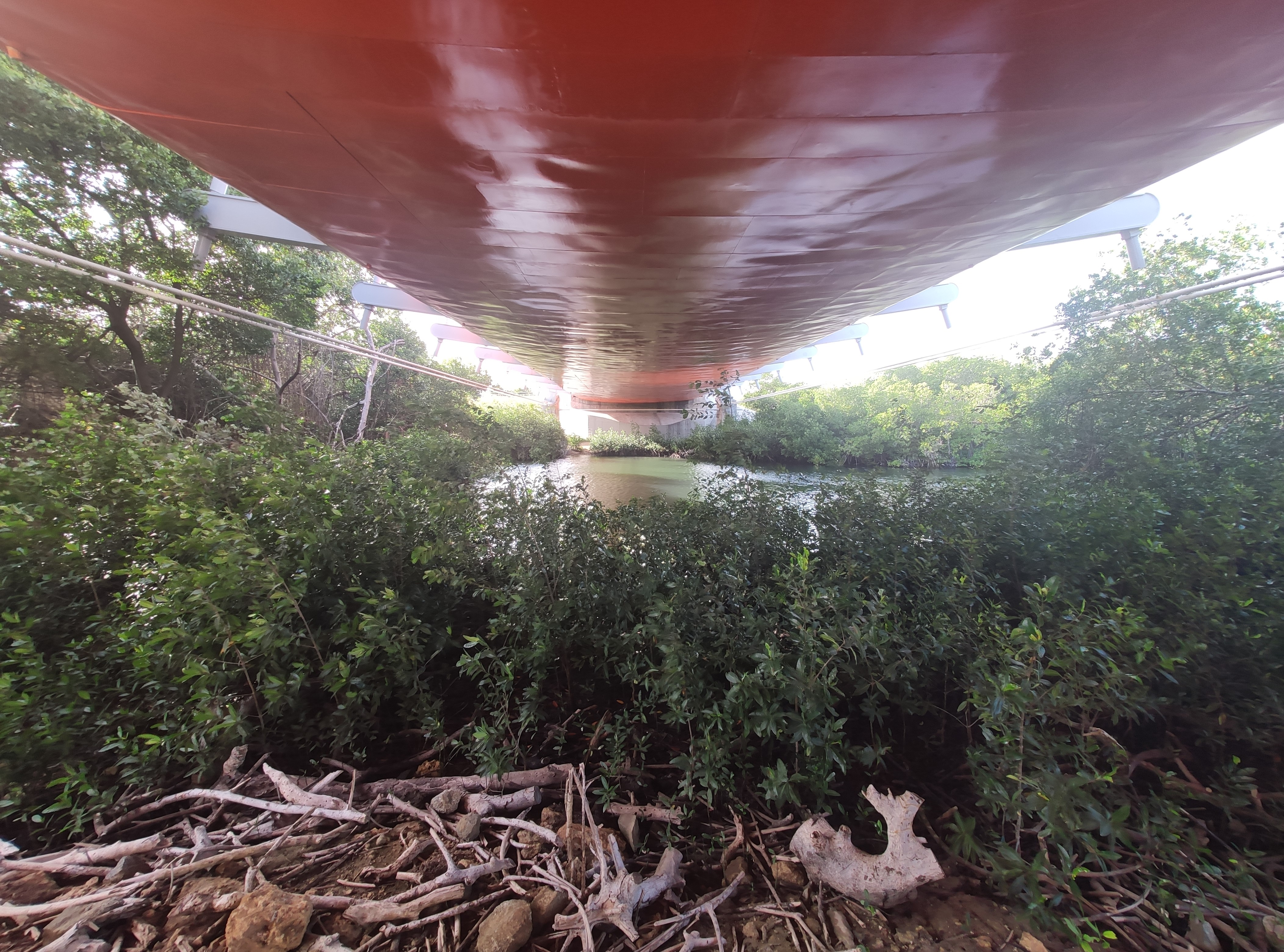 Regrowth of mangrove trees under the bridge which was constructed in 2016.